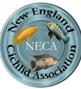 New England Cichlid Association