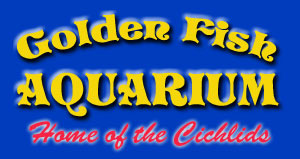 Golden Fish
