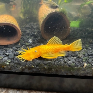 Adrian's Aquatics