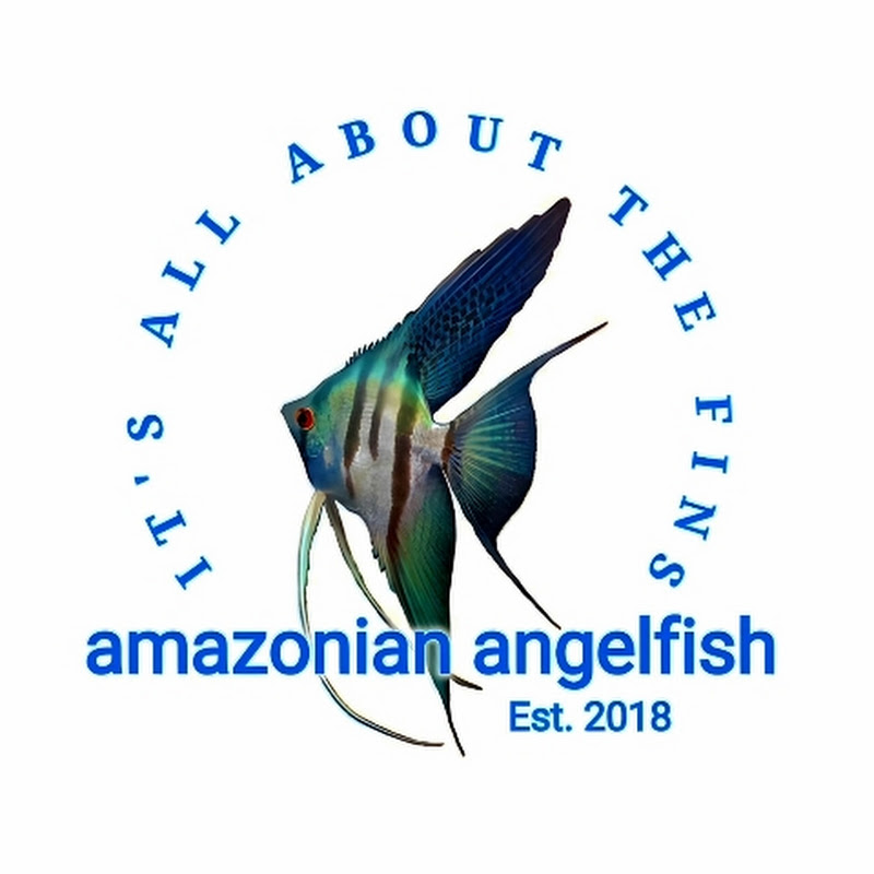 Amazonian Angelfish