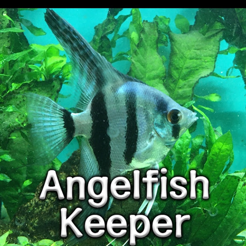 Angelfish Keeper