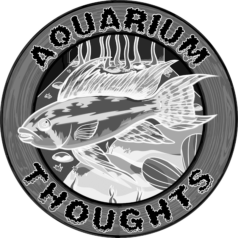 Aquarium Thoughts Fry Tank