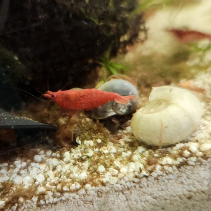 Auddities Aquaponics