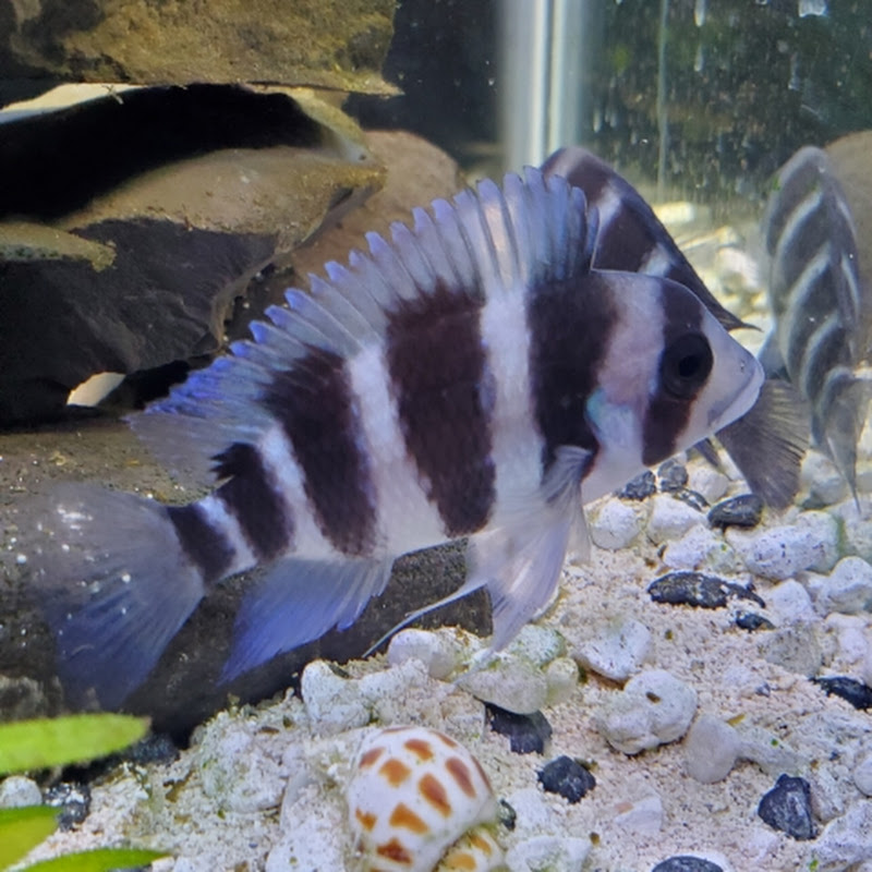 Basement Aquatics with Dave
