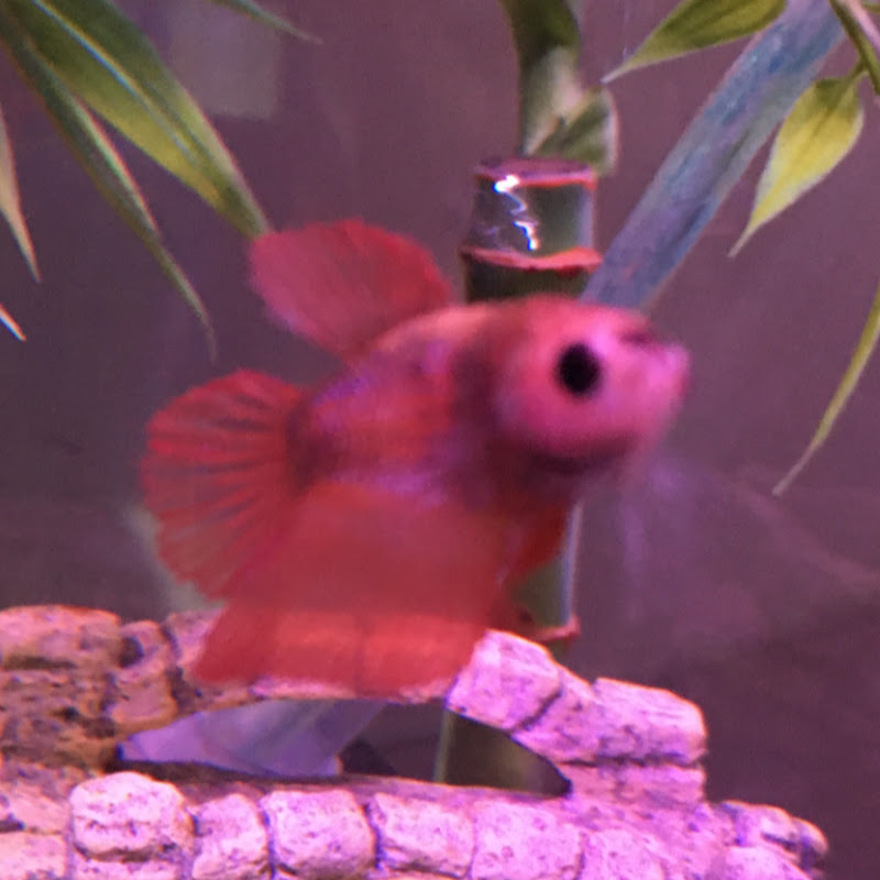 Betta&GuppyGal