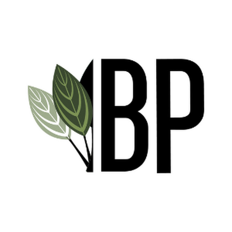 Buce Plant