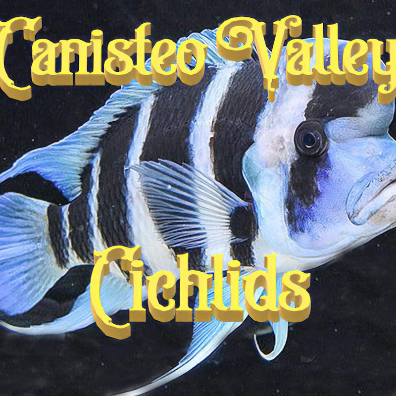 Canisteo Valley Cichlids