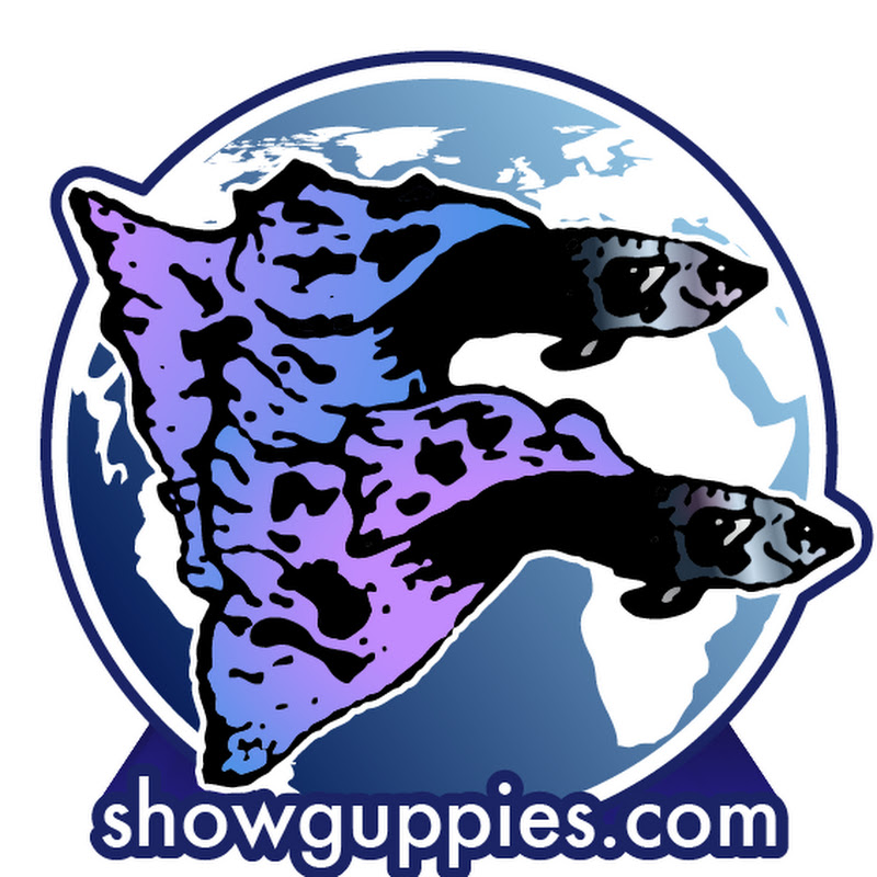 Championship Show Guppies