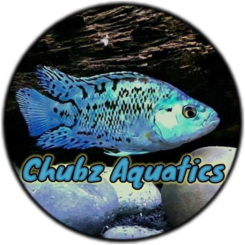 Chubz Aquatics