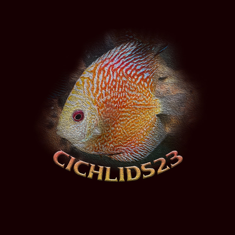 Cichlids23