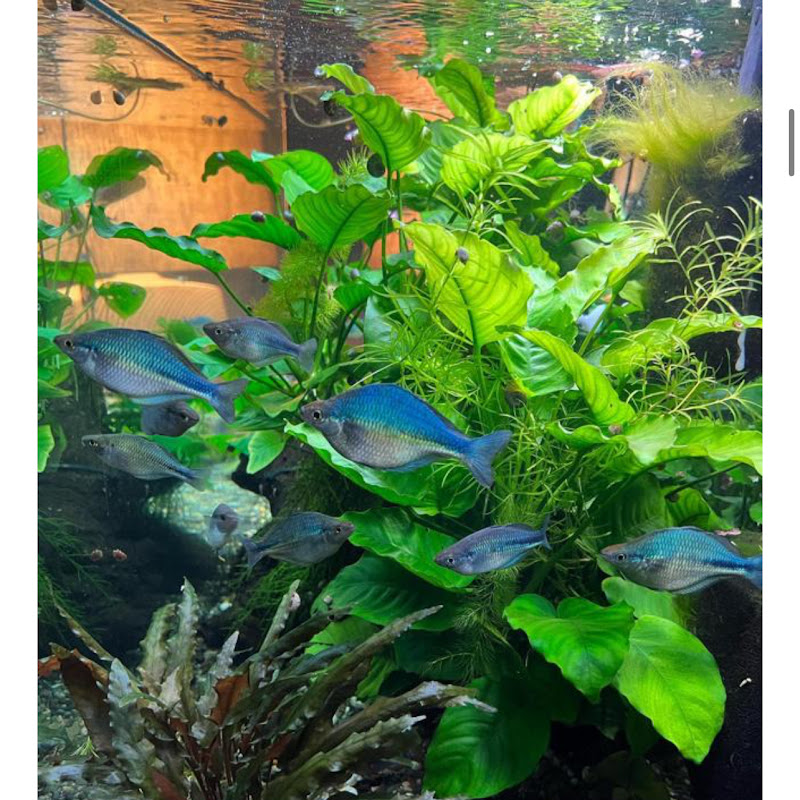 CorydorableCaliAquariums