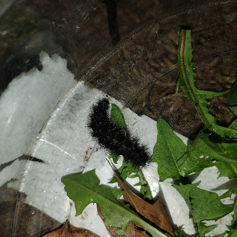 Crystal's Pet's&Plant's