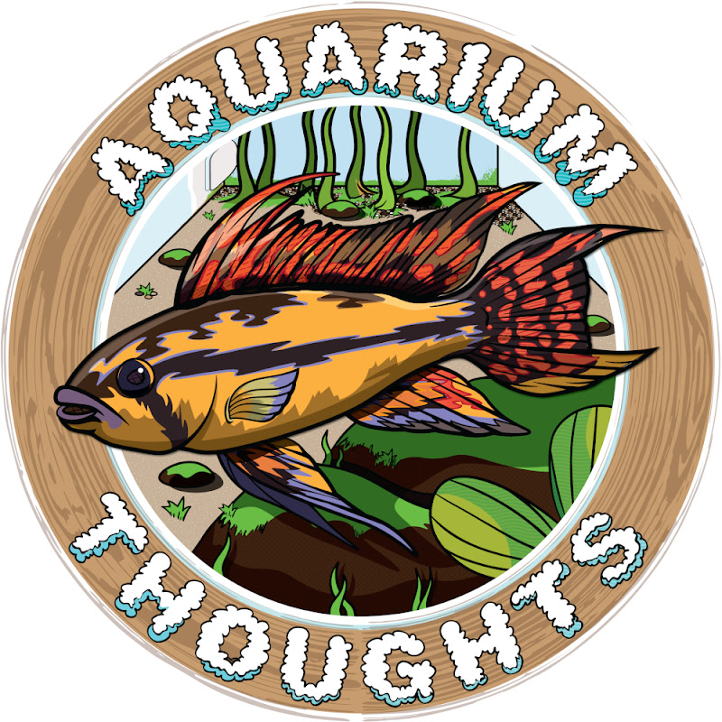 Dave's Aquarium Thoughts