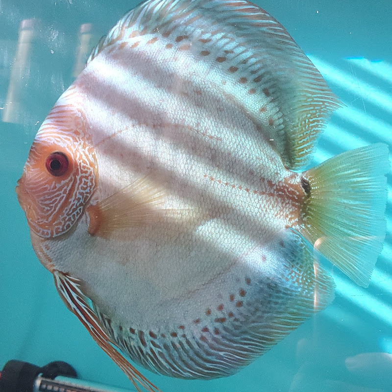 Discus Talk