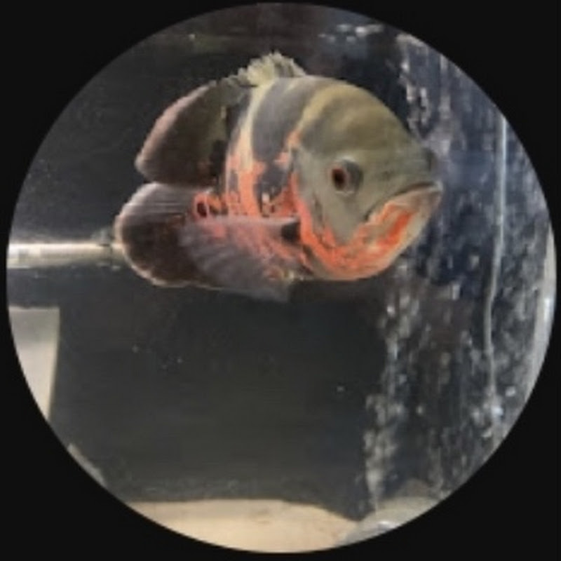 D’s Aquatics