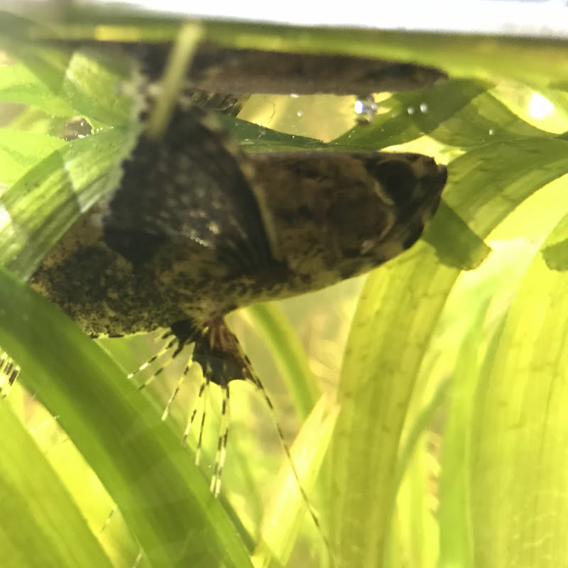FiSHioN TaNkTiCS