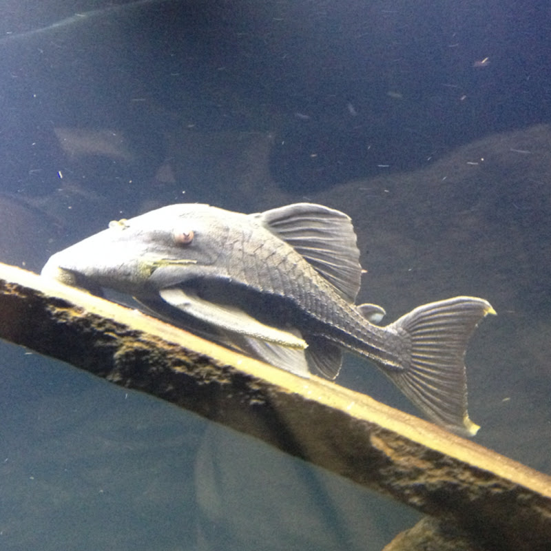 Fish Freaks Omaha