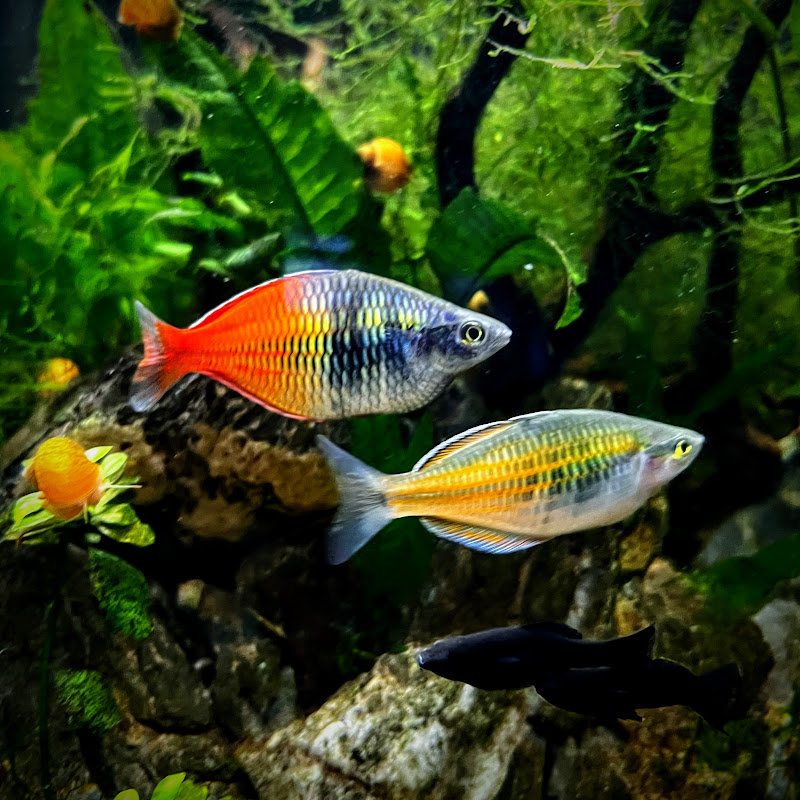 Fish Man Hari
