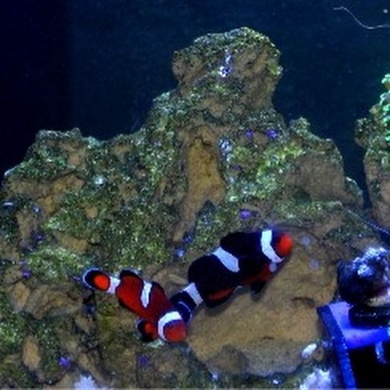Freshwater VS saltwater