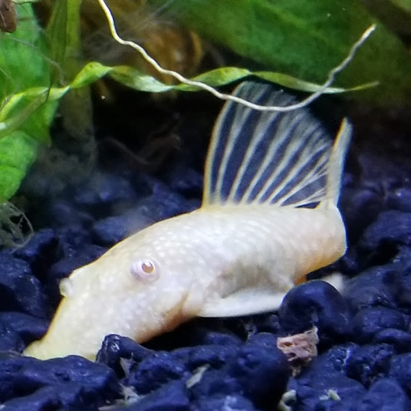 GK Aquatics