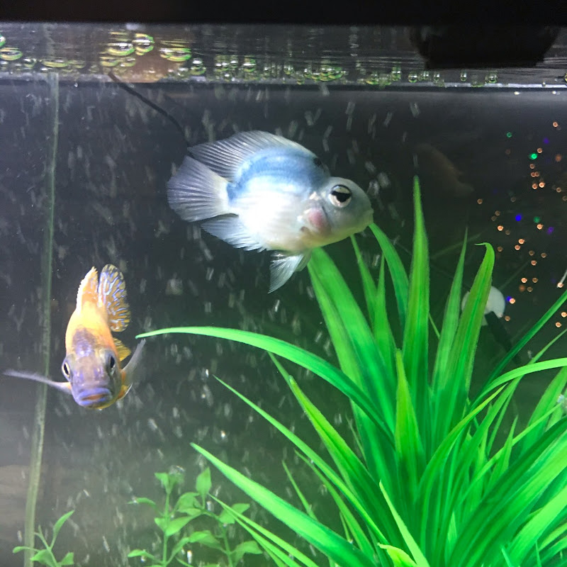 LC Aquatics