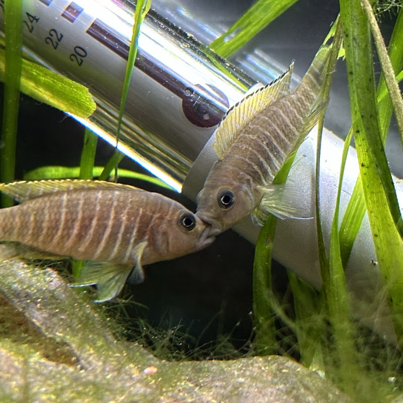 Laryl’s Aquarium’s
