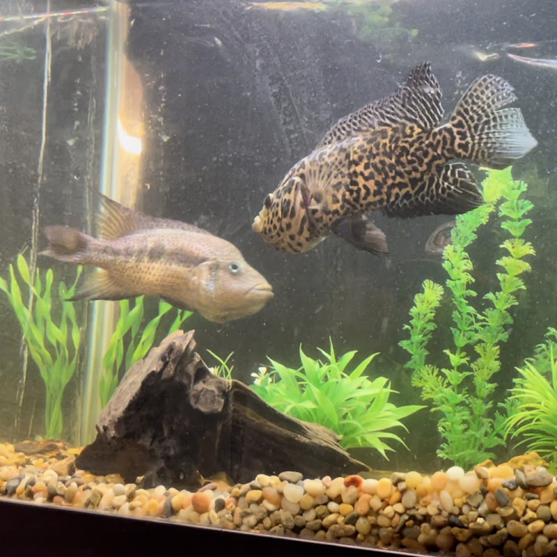 Michigan Cichlid Finatic