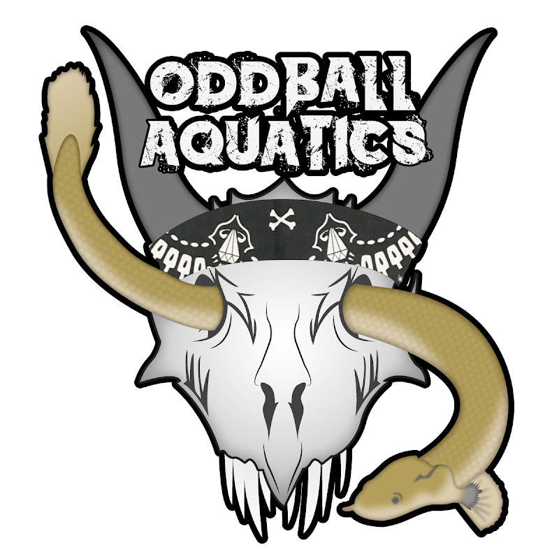 Oddball aquatics