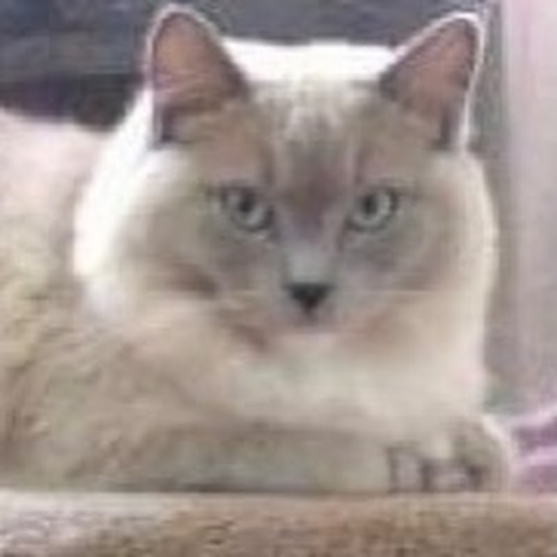 Only Oscars Cat Trip