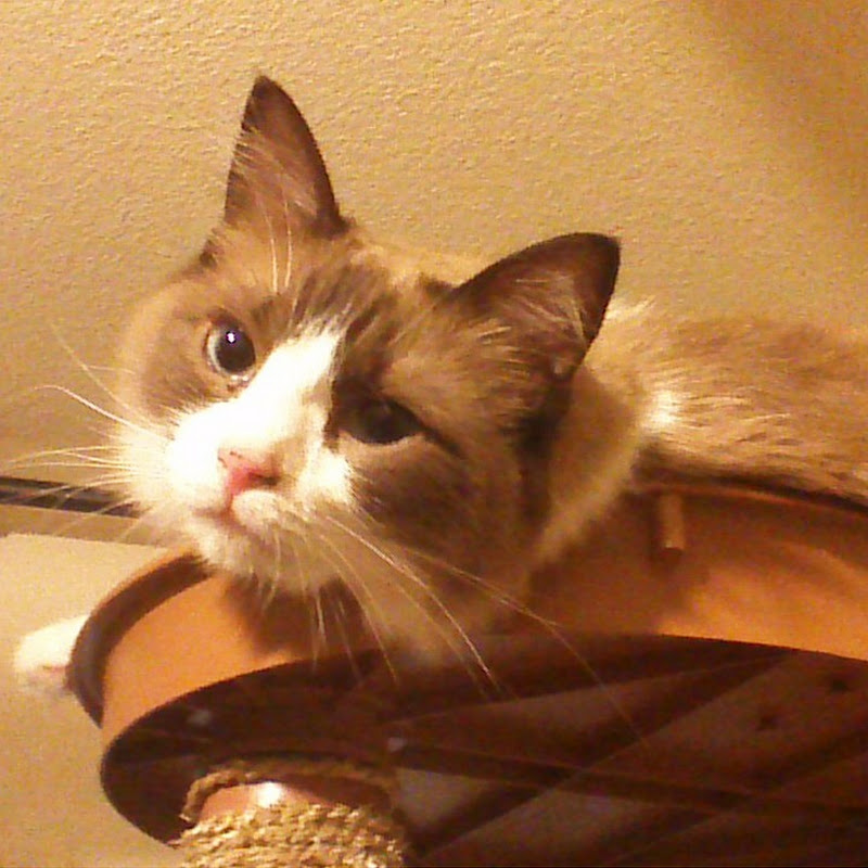 Only Oscars Cats