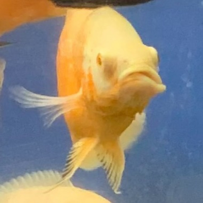 Only Oscars Other Fish 