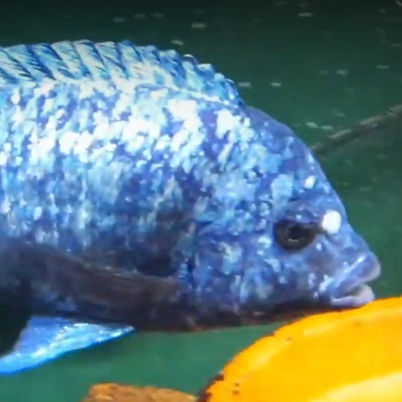 Peplin Creek Aquatics