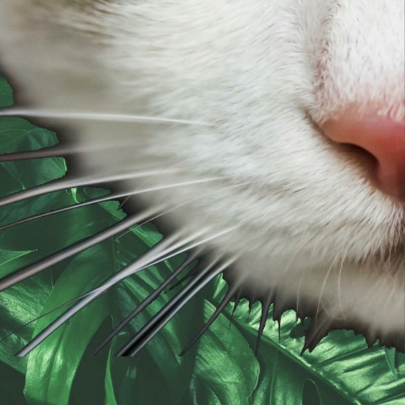 ROOTS N WHISKERS