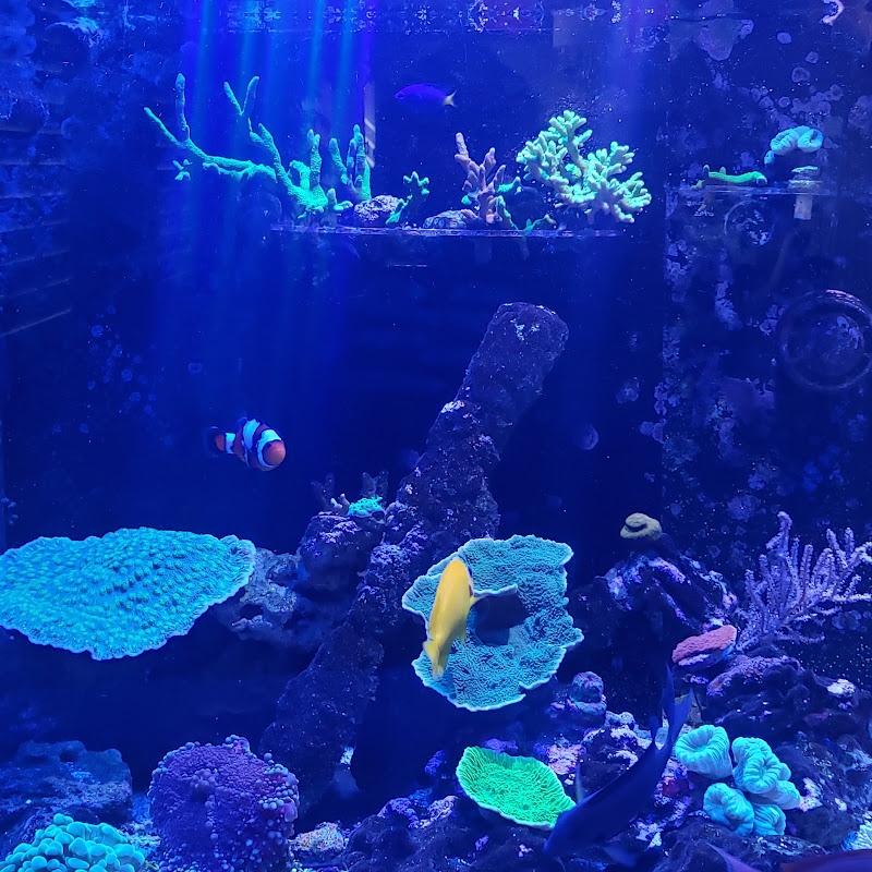 Reef the Sea Forever