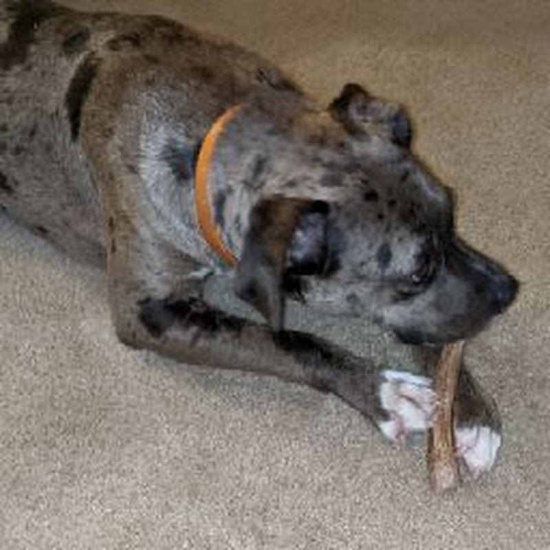 SC Catahoulas
