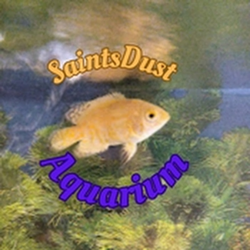 SaintsDust Aquariums
