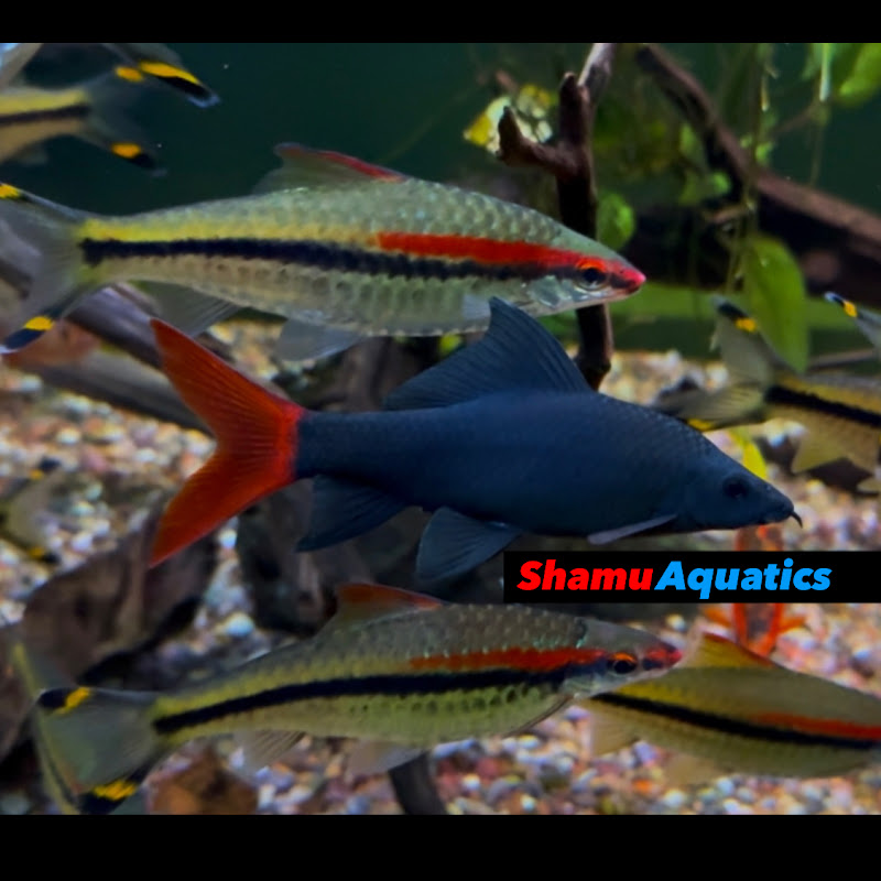 ShamuAquatics
