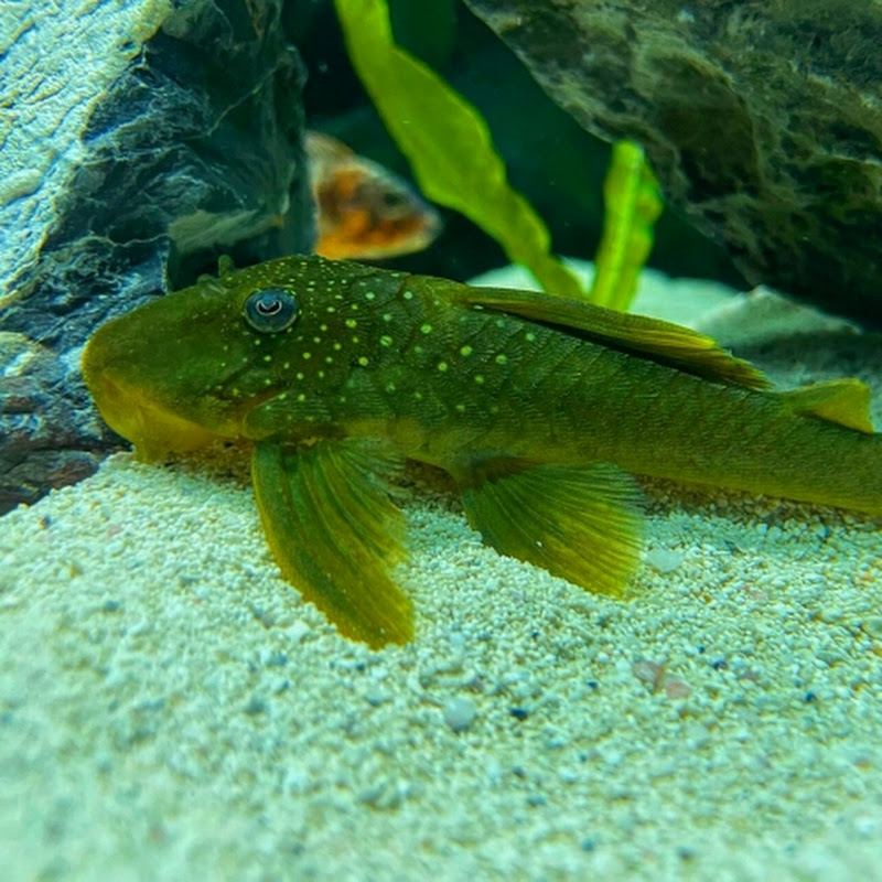Smokey The Fish Girl