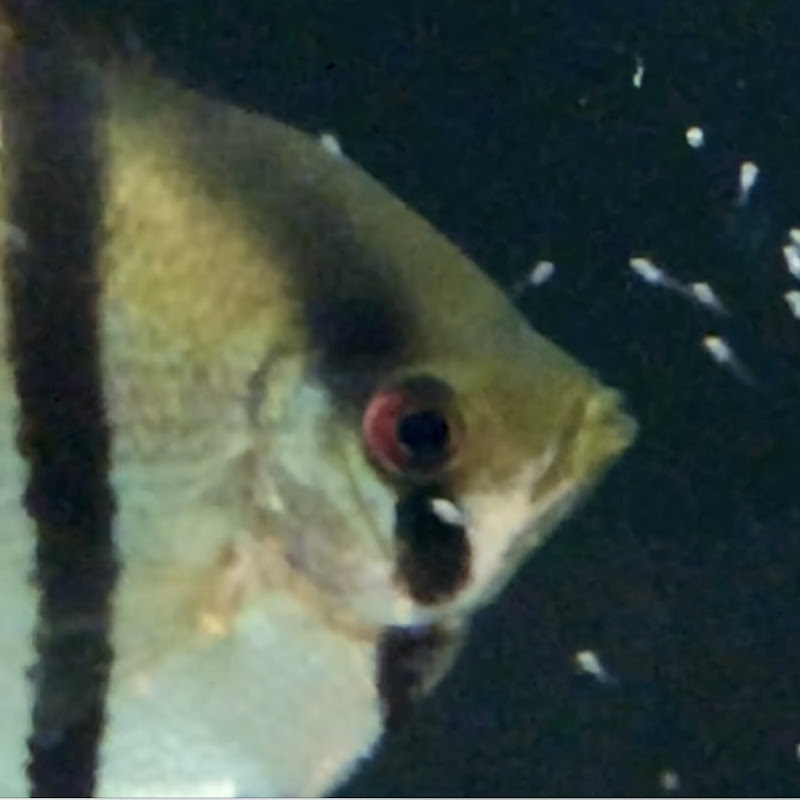 Some Fish