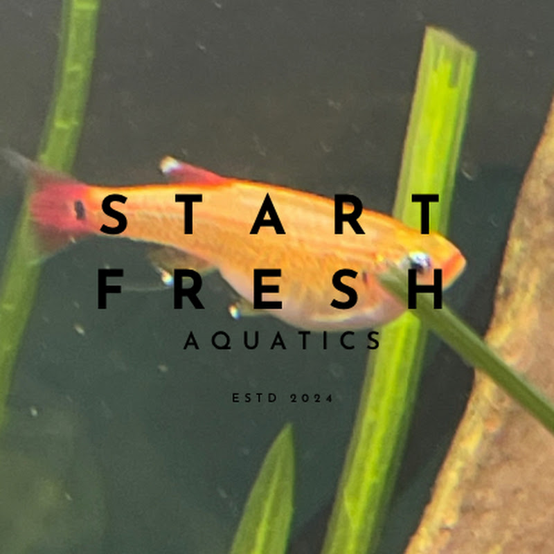 Start Fresh Aquatics- Lando