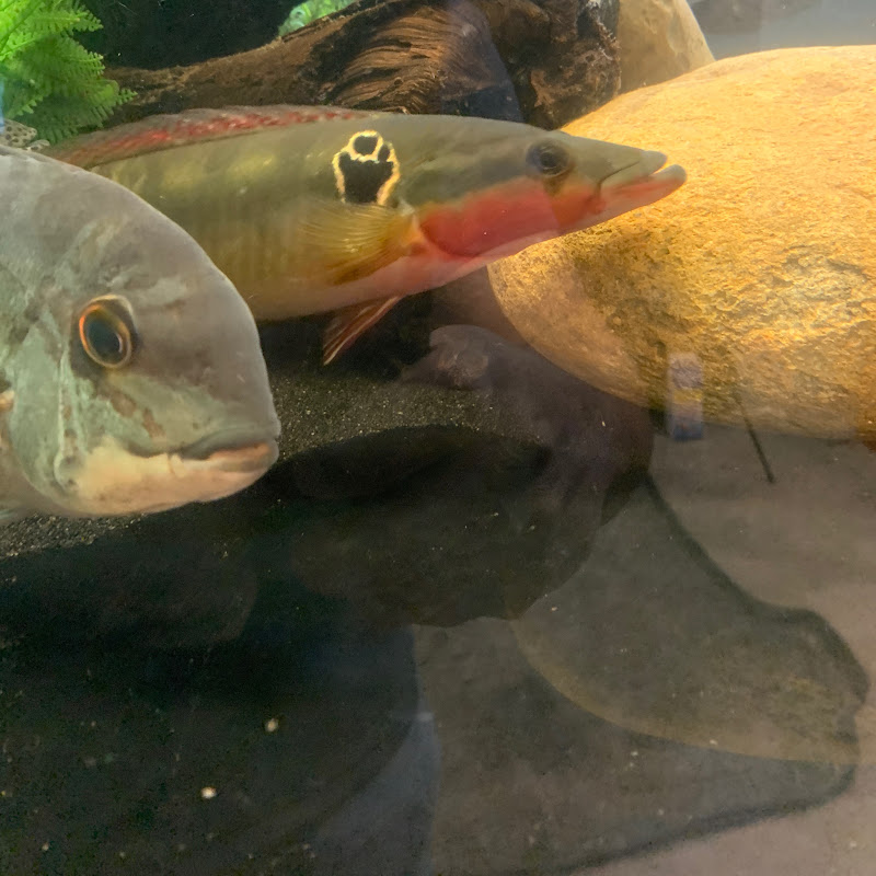 Tabarak Aquatics