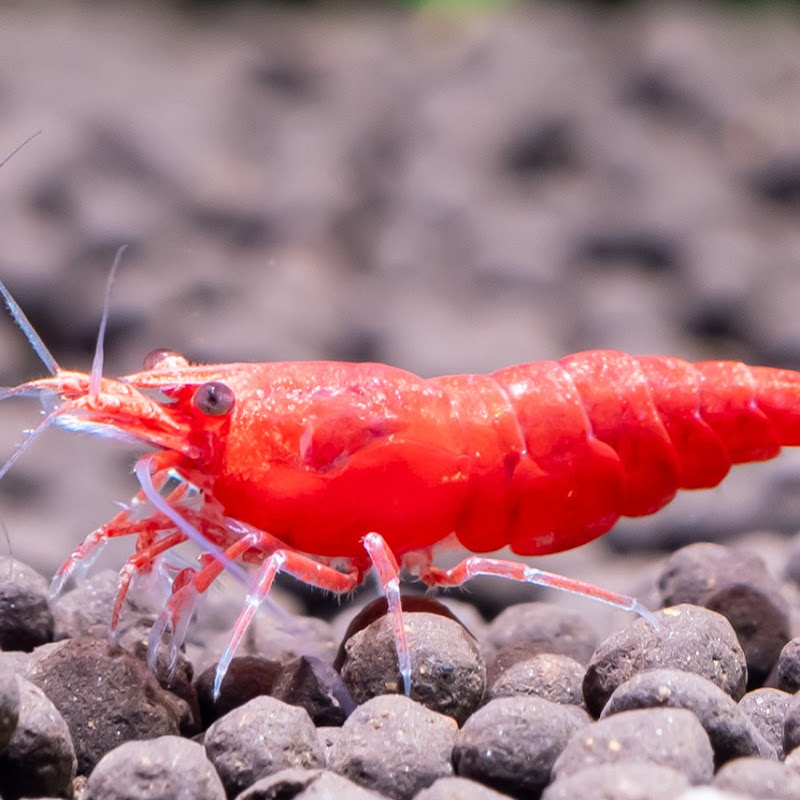 Tampa Bay Aquaculture