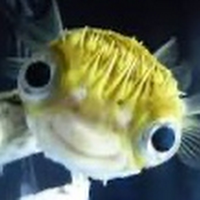 The Kentucky Fish and Tank Rescue