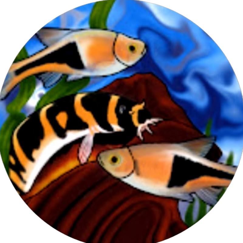 MyFishTanksAQuatics